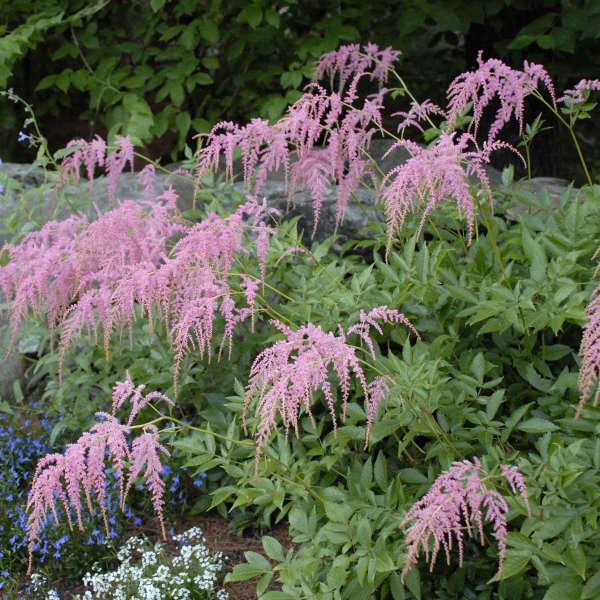 Astilbe 'Ostrich Plume'