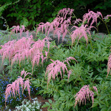 Load image into Gallery viewer, Astilbe &#39;Ostrich Plume&#39;
