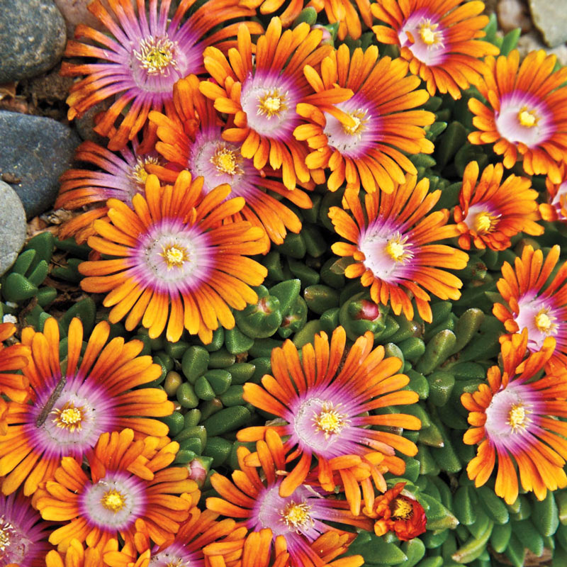 Delosperma 'Fire Spinner®'