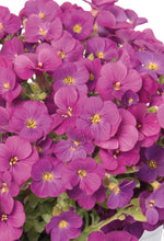 Load image into Gallery viewer, Aubrieta &#39;Rock on Pink&#39;
