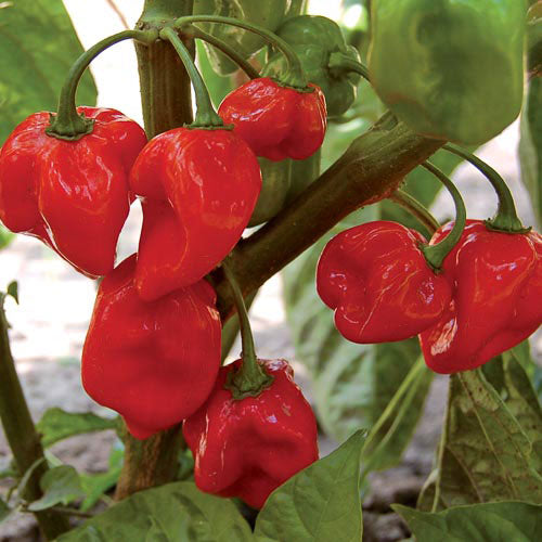 Pepper 'Habanero Red'