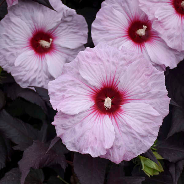 Hibiscus 'Dark Mystery' (Hardy Hibiscus)