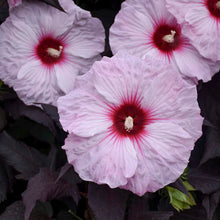 Load image into Gallery viewer, Hibiscus &#39;Dark Mystery&#39; (Hardy Hibiscus)
