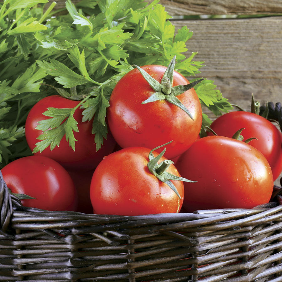 Tomato 'Early Girl'