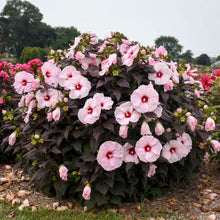 Load image into Gallery viewer, Hibiscus &#39;Dark Mystery&#39; (Hardy Hibiscus)
