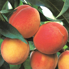 Load image into Gallery viewer, Peach Tree &#39;Belle of Georgia&#39; Dwarf
