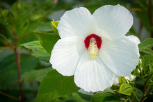 Load image into Gallery viewer, Hibiscus moscheutos (Hardy Hibiscus)
