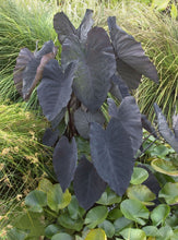 Load image into Gallery viewer, Colocasia &#39;Black Magic&#39; (Elephant Ears)
