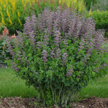 Load image into Gallery viewer, Baptisia &#39;Violet Dusk&#39;
