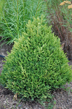 Load image into Gallery viewer, Boxwood &#39;Green Mountain&#39;
