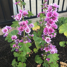 Load image into Gallery viewer, Malva 'Zebrina'
