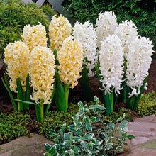 Load image into Gallery viewer, Hyacinth &#39;White Pearl&#39;
