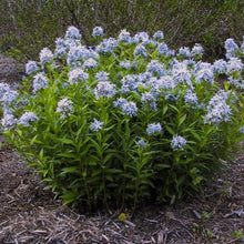 Load image into Gallery viewer, Amsonia tabernaemontana
