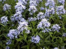 Load image into Gallery viewer, Amsonia tabernaemontana

