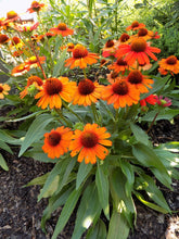 Load image into Gallery viewer, Echinacea KISMET® 'Intense Orange'
