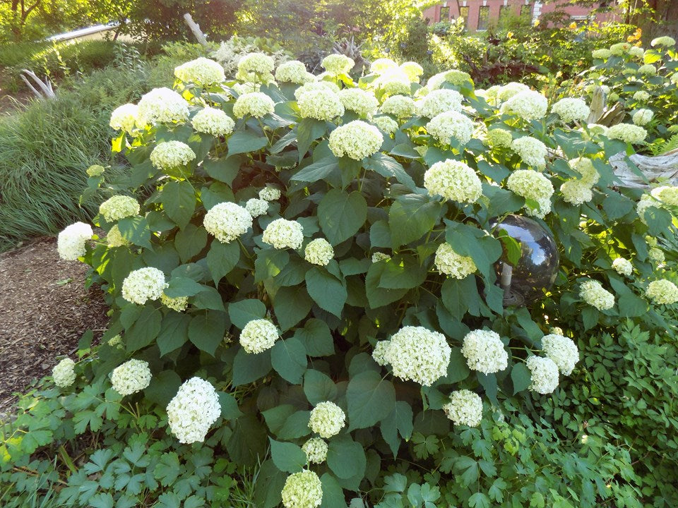 Hydrangea 'Annabelle' – BloomBox