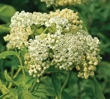 Load image into Gallery viewer, Asclepias 'Ice Ballet'
