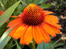 Load image into Gallery viewer, Echinacea KISMET® 'Intense Orange'
