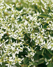 Load image into Gallery viewer, Euphorbia 'Glitz'
