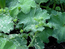 Load image into Gallery viewer, Alchemilla mollis (Lady&#39;s Mantle)
