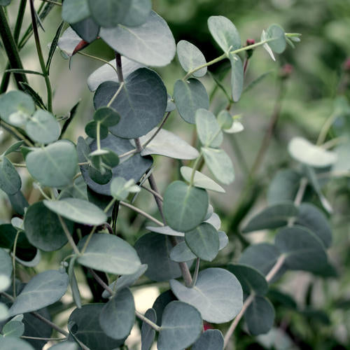Eucalyptus 'Silver Dollar'