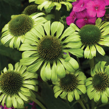 Load image into Gallery viewer, Echinacea &#39;Green Jewel&#39;
