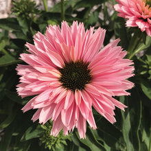 Load image into Gallery viewer, Echinacea 'Sunseekers Salmon'
