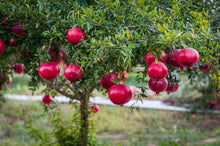 Load image into Gallery viewer, Hardy Pomegranate Bush
