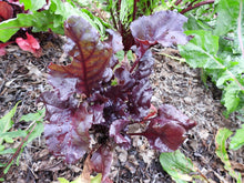 Load image into Gallery viewer, Beets &quot;Bull&#39;s Blood&quot; 6-pack

