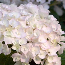 Load image into Gallery viewer, Hydrangea Endless Summer® &#39;Blushing Bride&#39;
