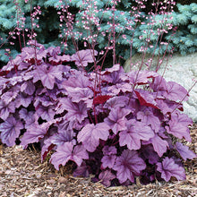 Load image into Gallery viewer, Heuchera 'Pink Panther'
