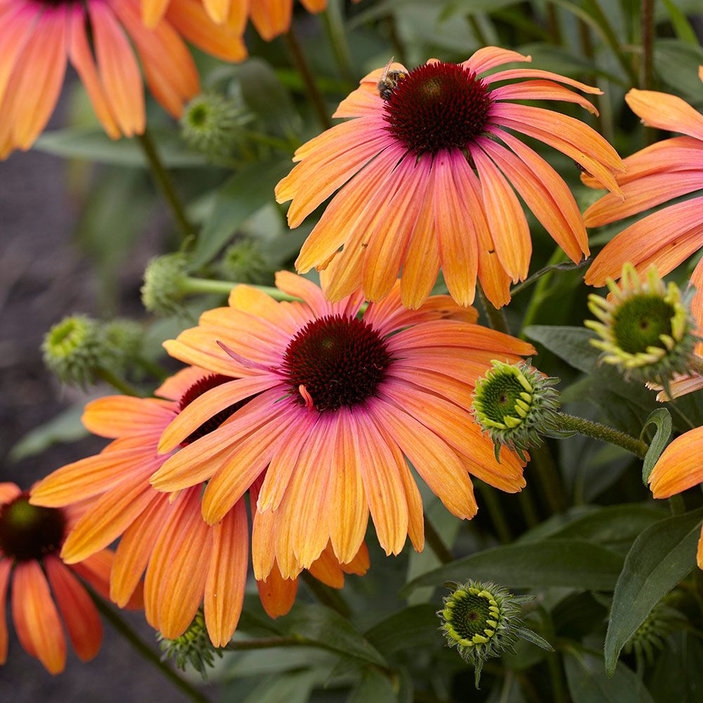 Echinacea Butterfly™ 'Rainbow Marcella'