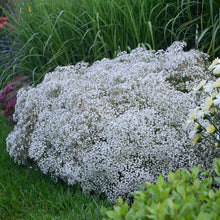 Load image into Gallery viewer, Gypsophila 'Summer Sparkles' (Baby's Breath)
