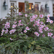 Load image into Gallery viewer, Anemone &#39;Robustissima&#39;
