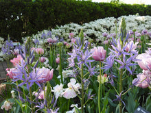 Load image into Gallery viewer, Camassia leichtlinii
