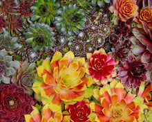 Load image into Gallery viewer, Sempervivum Chick Charms® &#39;Gold Nugget™&#39;

