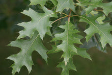 Load image into Gallery viewer, Pin Oak
