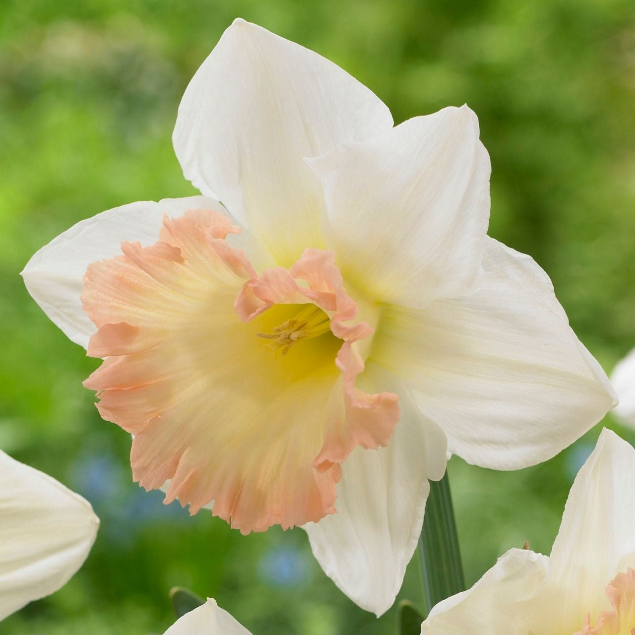Daffodil 'British Gamble'