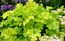 Load image into Gallery viewer, Heuchera 'Lime Ruffles'
