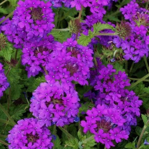 Verbena 'Homestead Purple'