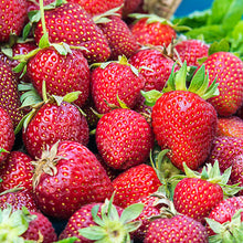 Load image into Gallery viewer, Strawberry 'Honeoye'

