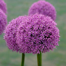 Load image into Gallery viewer, Allium &#39;Gladiator&#39;
