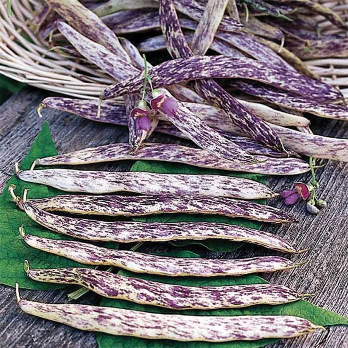 Bean 'Dragon's Tongue'