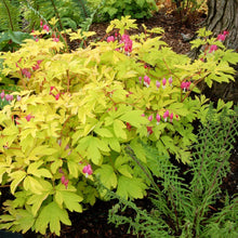 Load image into Gallery viewer, Dicentra 'Gold Heart'

