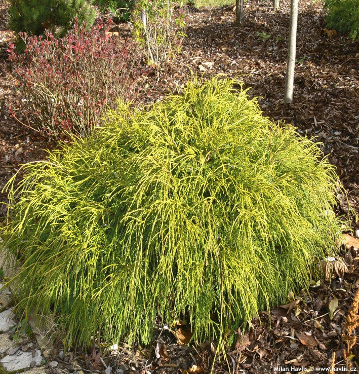 Golden Mop Cypress
