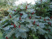 Load image into Gallery viewer, Rhus typhina (Staghorn Sumac)
