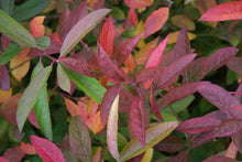 Load image into Gallery viewer, Itea virginica 'Henry's Garnet'
