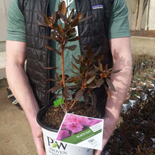 Load image into Gallery viewer, Rhododendron 'Black Hat'
