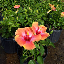 Load image into Gallery viewer, Hibiscus Bush 'Fiesta'
