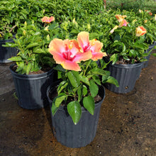 Load image into Gallery viewer, Hibiscus Bush 'Fiesta'
